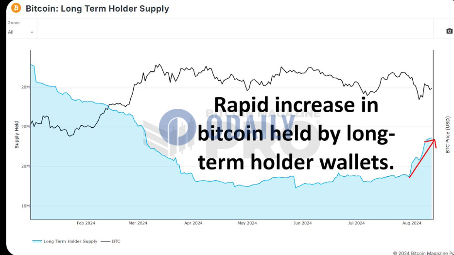 自7月30日以来长期比特币持有者已积累超50万枚BTC